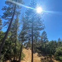 Sutter Pines ico