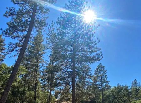 Sutter Pines