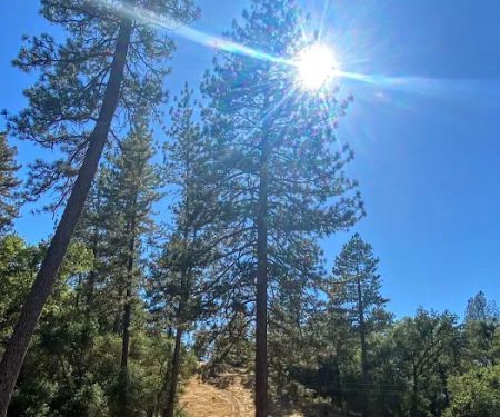 Sutter Pines