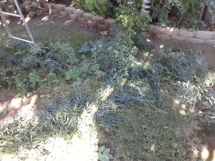 Ione Mobile Home Park Picture 5