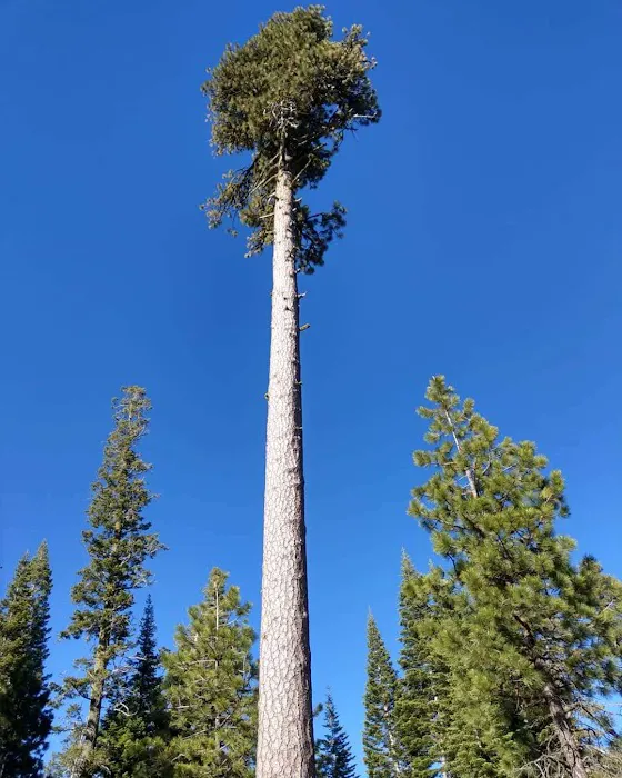 Warner Creek Campground Picture 1