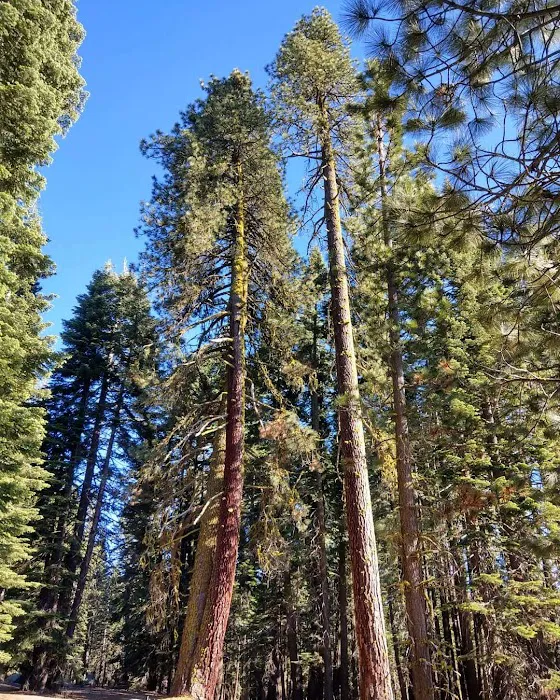 Warner Creek Campground Picture 4