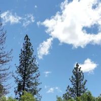 Meadow Pines Estates ico