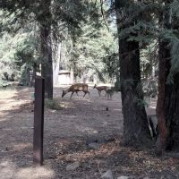 Warner Valley Campground ico