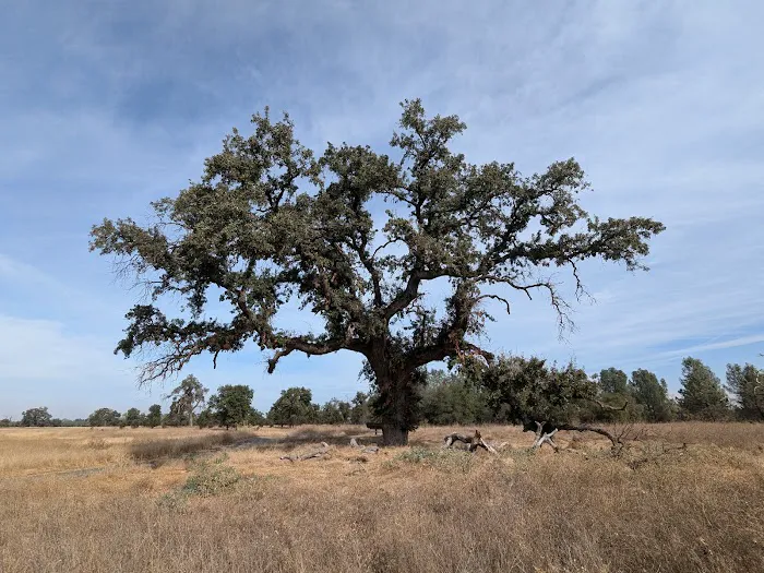 Sycamore Grove Campground Picture 6