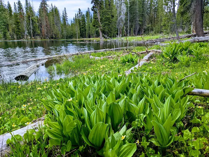 Summit Lake Campground Picture 7
