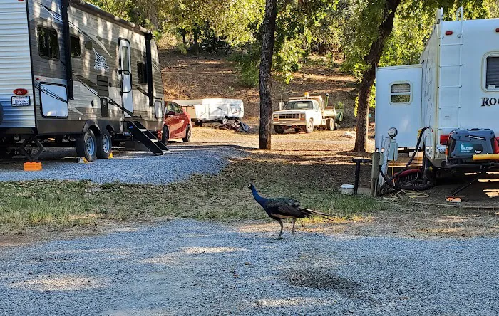 Fawndale Oaks RV Park Picture 7