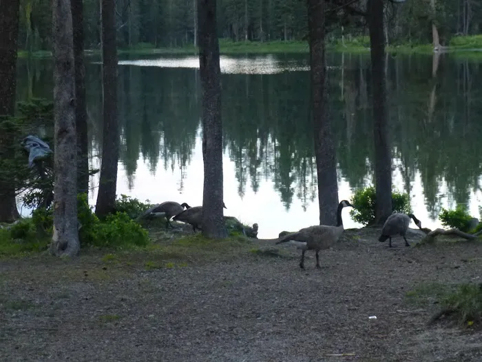 Summit Lake North Campground Picture 3