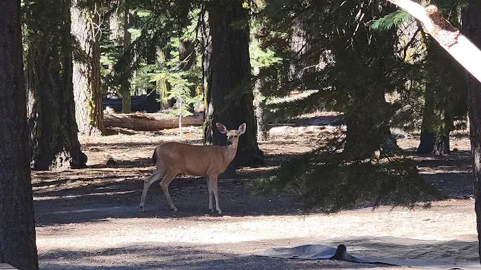 Lost Creek Group Campground Picture 9