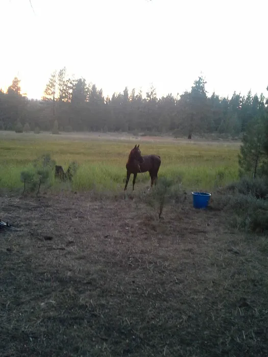 Boca Spring Campground Picture 1