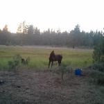 Boca Spring Campground