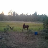 Boca Spring Campground ico