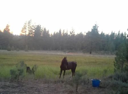 Boca Spring Campground