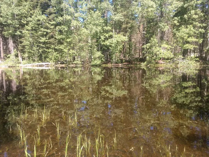 Big Meadow Campground Picture 1