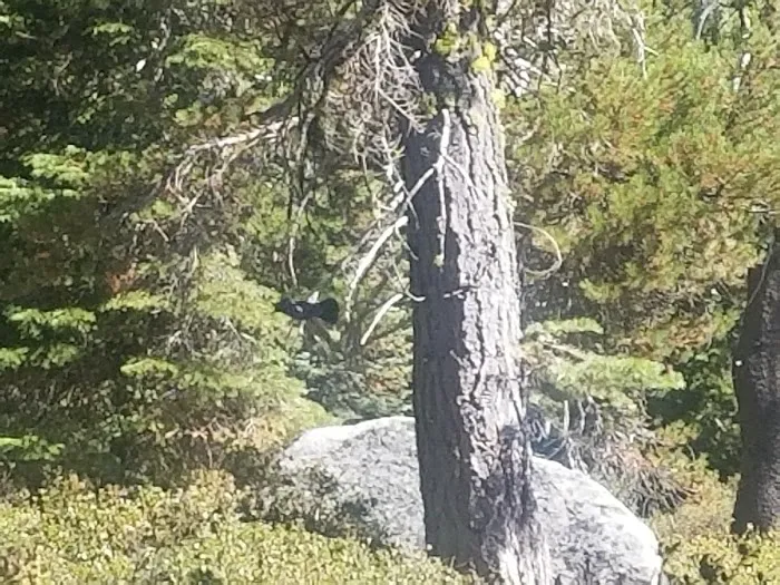 Big Meadow Campground Picture 8