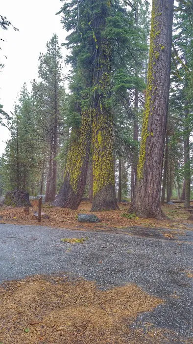 Big Meadow Campground Picture 10