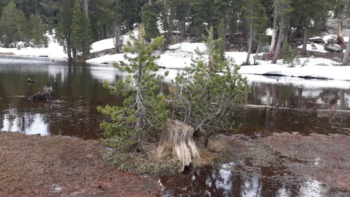 Mosquito Lakes Campground Picture 10
