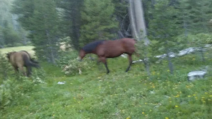 Pacific Valley Campground Picture 5