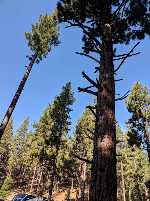 Indian Creek Campground Markleeville CA Picture 10