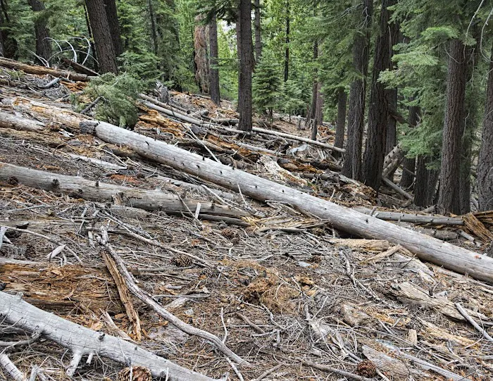 Indian Creek Campground Markleeville CA Picture 6