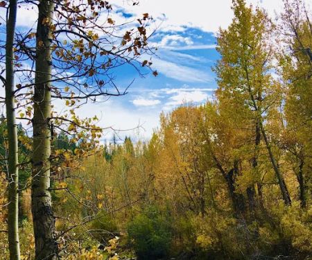 Markleeville Campground