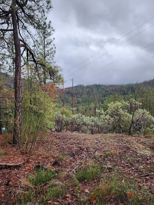 Lake Shasta Pines RV Park Picture 7