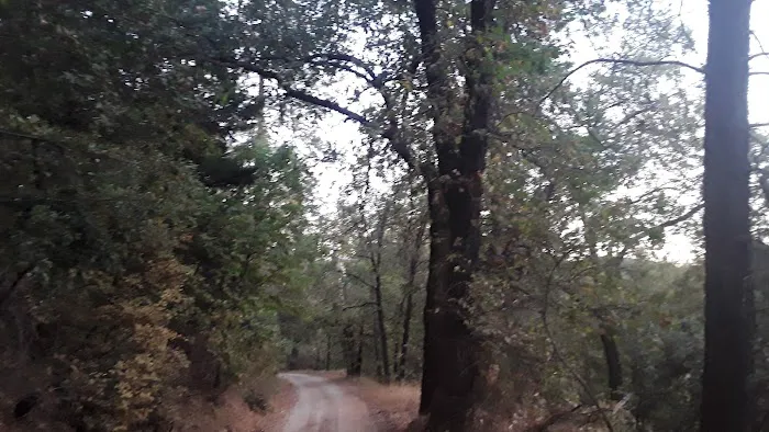 Lake Shasta Pines RV Park Picture 2