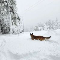 Lake Shasta Pines RV Park ico