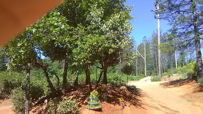 Lake Shasta Pines RV Park Picture 6
