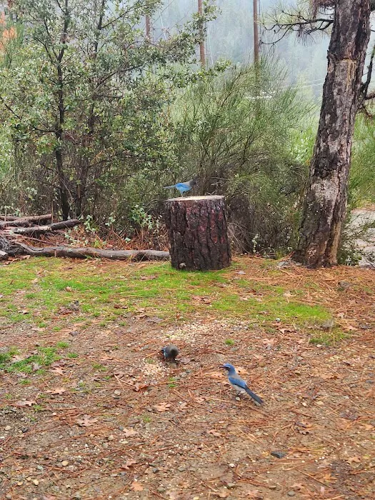 Lake Shasta Pines RV Park Picture 3