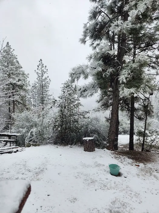 Lake Shasta Pines RV Park Picture 5