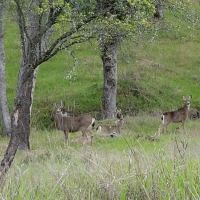 Rambling Hills Estates ico