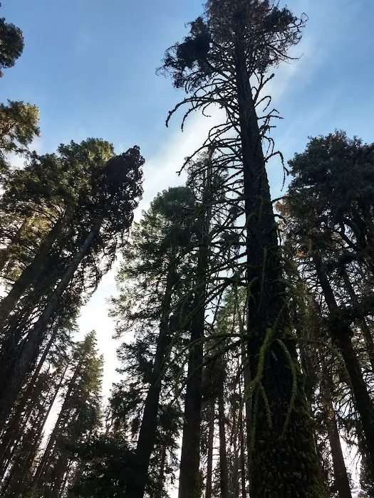 Frog Meadow Campground Picture 6