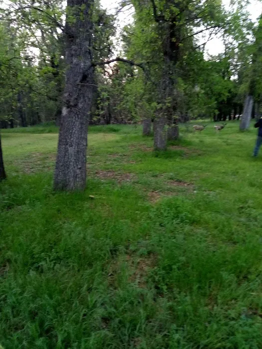 Ponderosa Mobile Home Park Picture 4