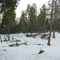 Sugar Pine RV Resort and Mobile Home Park ico
