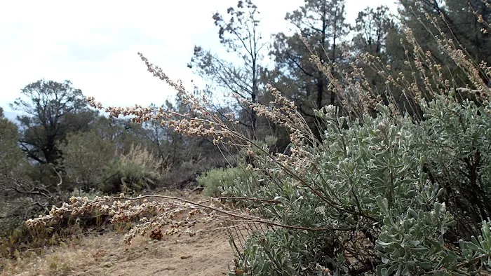 Walker Pass Campground Picture 8