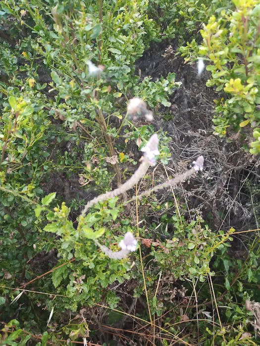 Morro Shores Mobile Home Park Picture 8