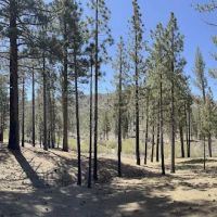 Little Bear Spring Trail Camp ico