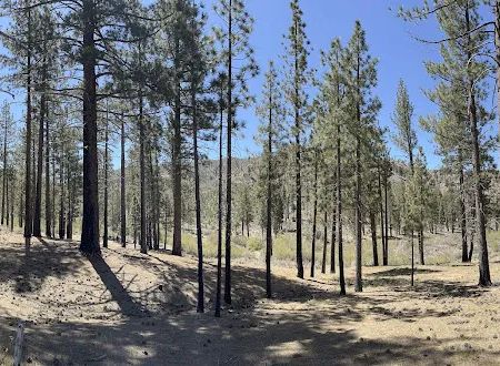 Little Bear Spring Trail Camp