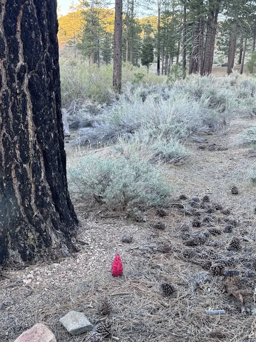 Little Bear Spring Trail Camp Picture 3