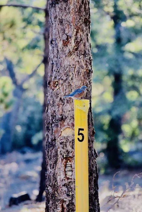 Yellow Post Site #5 Picture 6
