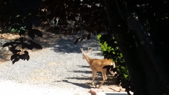 Cedar Oaks Mobile Home Park Picture 10