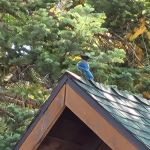 Big Bear Camp