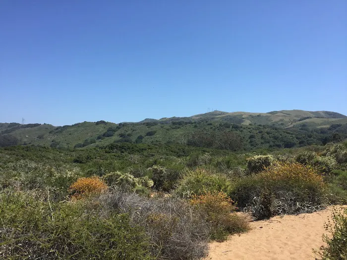 Sea Oaks Picture 7