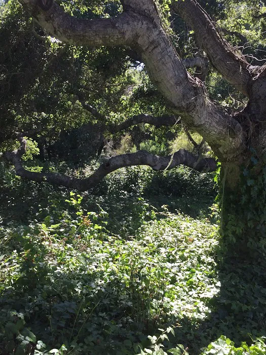 Sea Oaks Picture 9