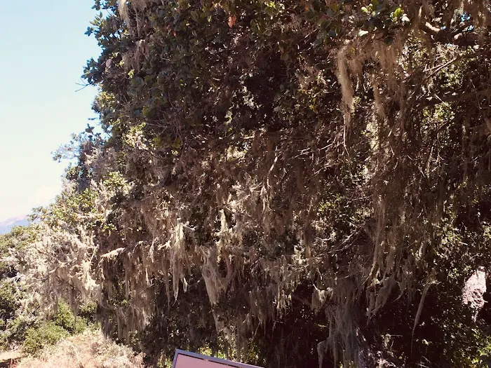 Sea Oaks Picture 5