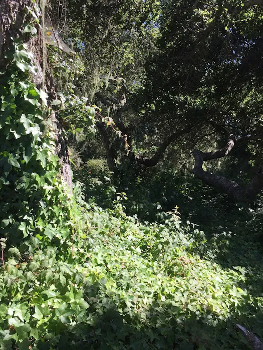 Sea Oaks Picture 6