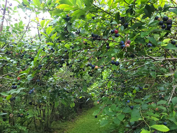 Woodland Farm Picture 4