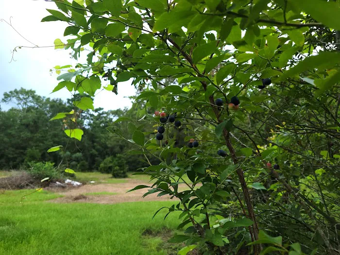 Woodland Farm Picture 1