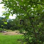 Woodland Farm